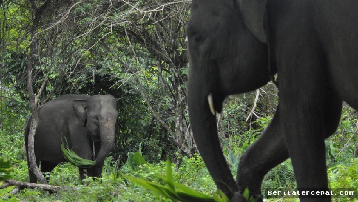 Jakarta — Inpres 8/2026 Jadi Tonggak Baru Perlindungan Gajah