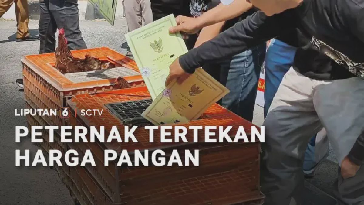 Aksi membagikan ayam hidup serta telur secara gratis yang ramai terjadi dalam