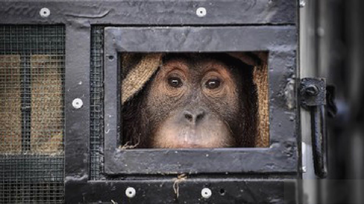 SOLO — Orang Utan Lepas dari Solo Safari dan Masuk Rumah Makan