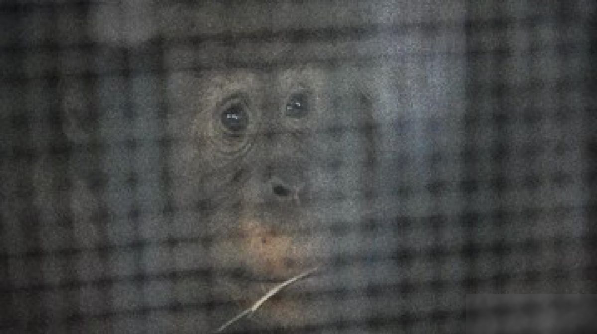 Solo Safari — Orang Utan Lepas dari Kandang Masuk Rumah Makan