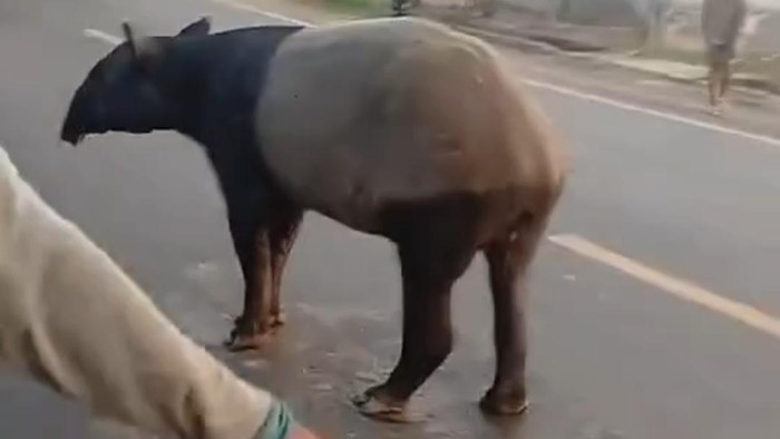 Tapir Viral di Lampung Disembelih Warga dan Dimasak Rica-rica