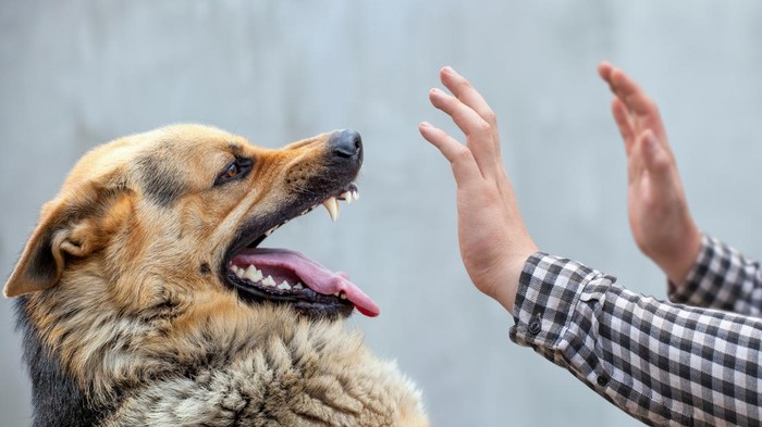 VIRAL! Nenek di Duren Sawit Dikejar dan Digigit 3 Anjing, Alami Luka Serius