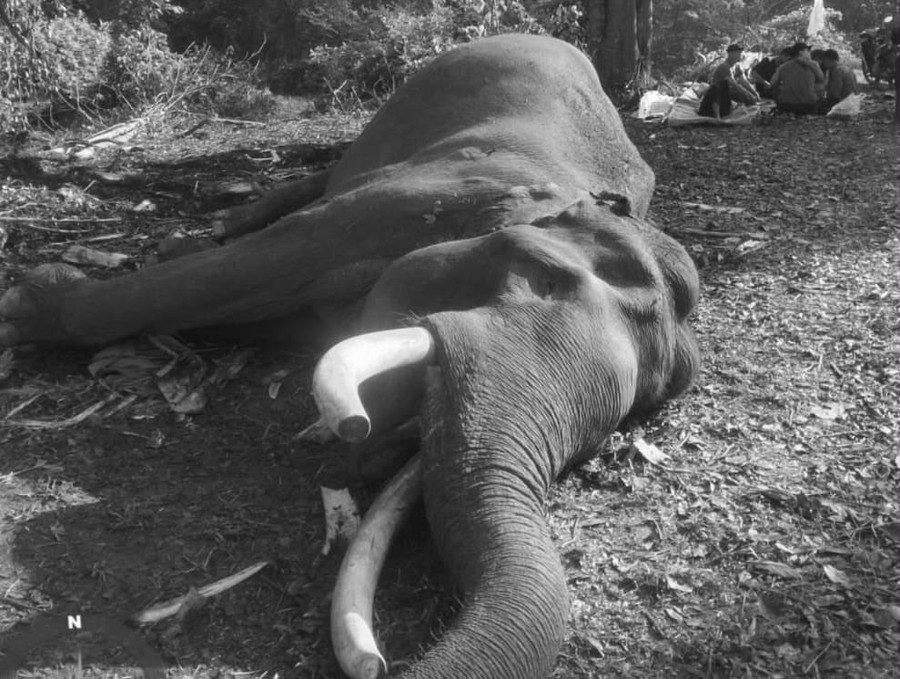 Gajah Sumatera Indro Mati di TNTN, Alami Komplikasi Kesehatan Pasca-Fase Musth