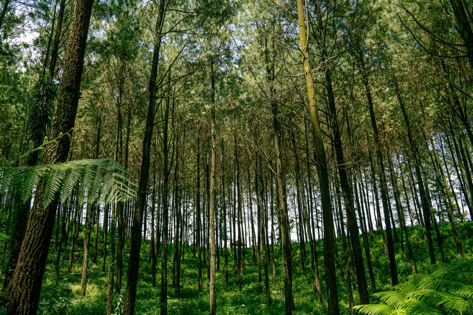 Menjelajahi Agrowisata Kopi di Jawa Timur: Liburan yang Mengedukasi dan Memanjakan Lidah