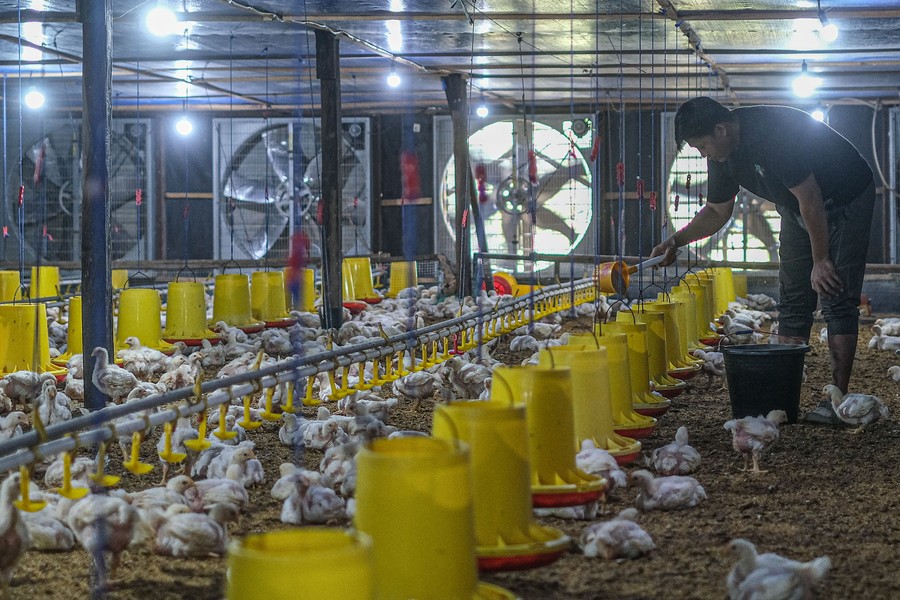 Harga Ayam Hidup Didorong Naik Jadi Rp 19.500/Kg Mulai 15 Juli