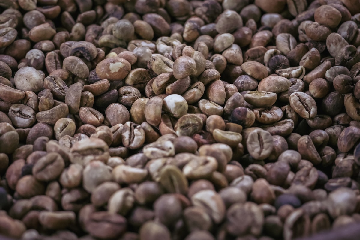 Kopi Luwak: Mengupas Kontroversi dan Kemewahan di Balik Kopi Paling Mahal di Dunia