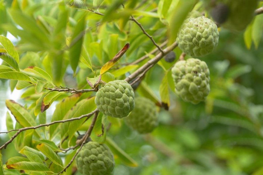 Buah Tersehat di Dunia Bukan Apel atau Alpukat, Skor Nutrisinya 96 dari 100