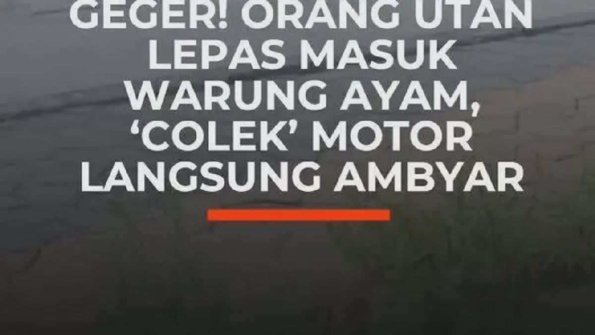 Orang Utan Didi Kabur dari Solo Safari, Masuk Warung dan Rusakkan Motor