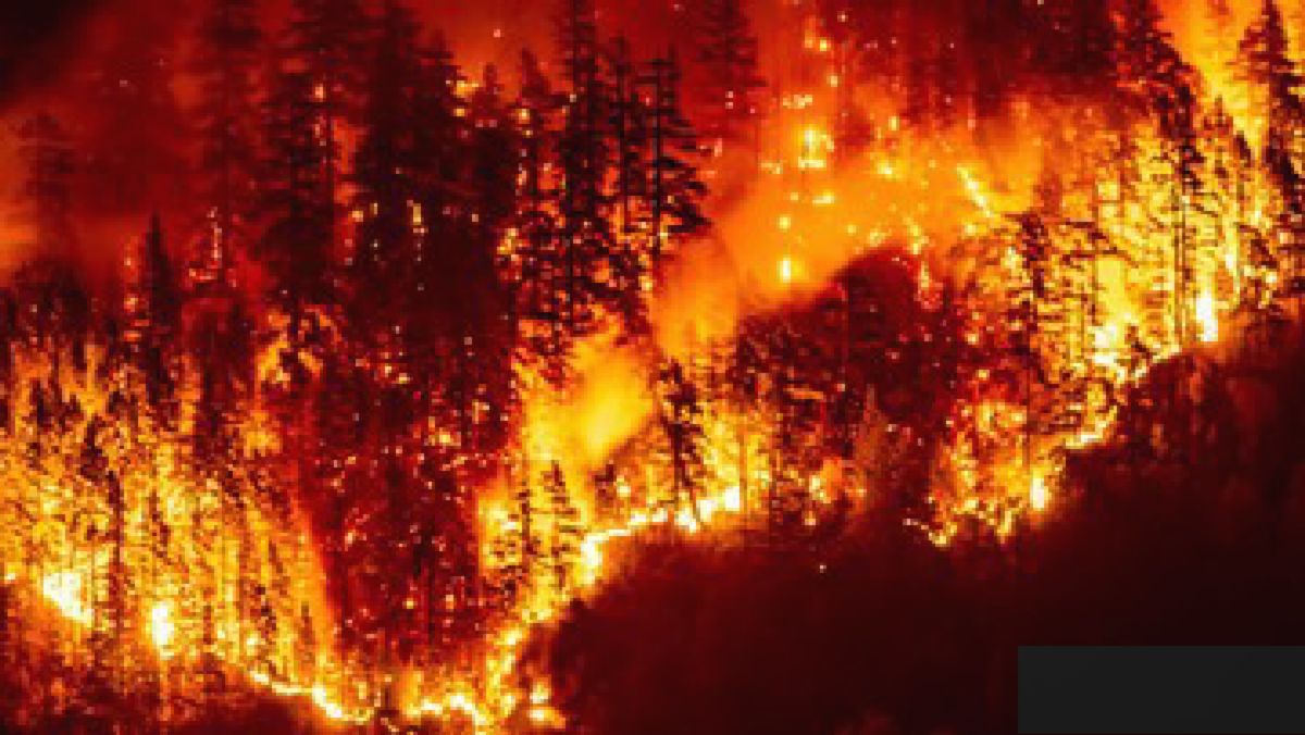 Kanada — Kebakaran Hutan British Columbia, 20 Ribu Warga Dievakuasi