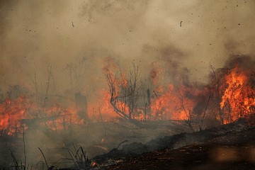 Pakar Konservasi Beberkan Alasan Karhutla Sulit Padam, Pemulihan Tak Cukup 10 Tahun