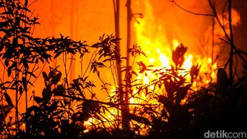 Kebakaran Hutan Disebabkan oleh Manusia atau Alam?